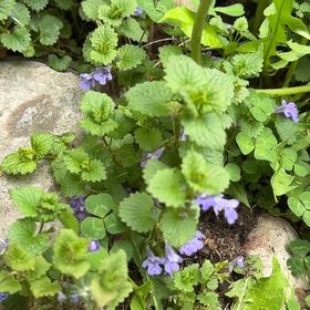 Photo of the plant species Alehoof by @Greengoddess27 named Figyonce on Greg, the plant care app