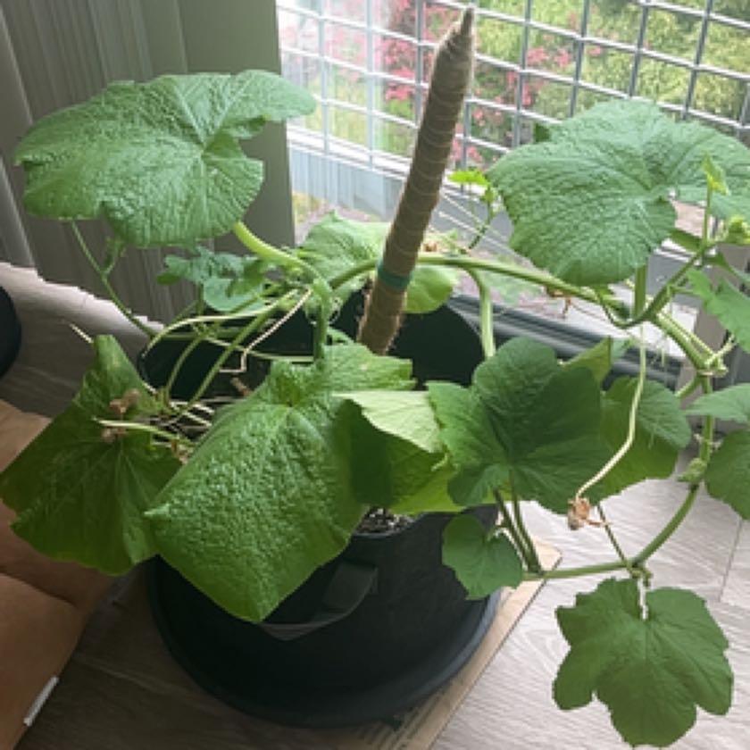 Photo of the plant species Pumpkin by @HoorayCat named Aria on Greg, the plant care app