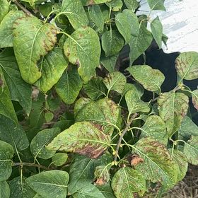 Photo of the plant species Lilac by @SkillfulCobnut7 named Gates on Greg, the plant care app