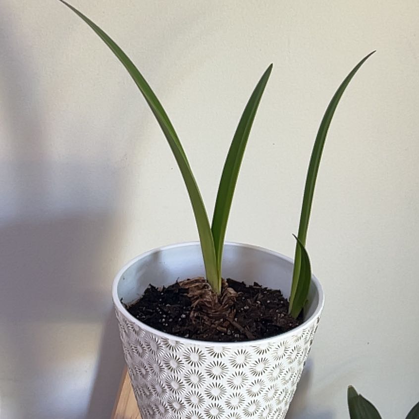 Photo of the plant species Apple Blossom Amaryllis by @RichlyEspicia40 named Amaryllis on Greg, the plant care app