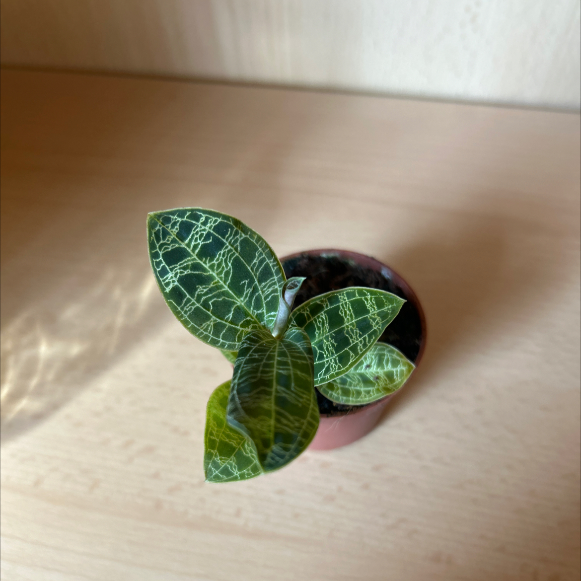 Photo of the plant species Lightning Bolt Jewel Orchid by @KeyGuayule19 named Ulysses S Plant on Greg, the plant care app