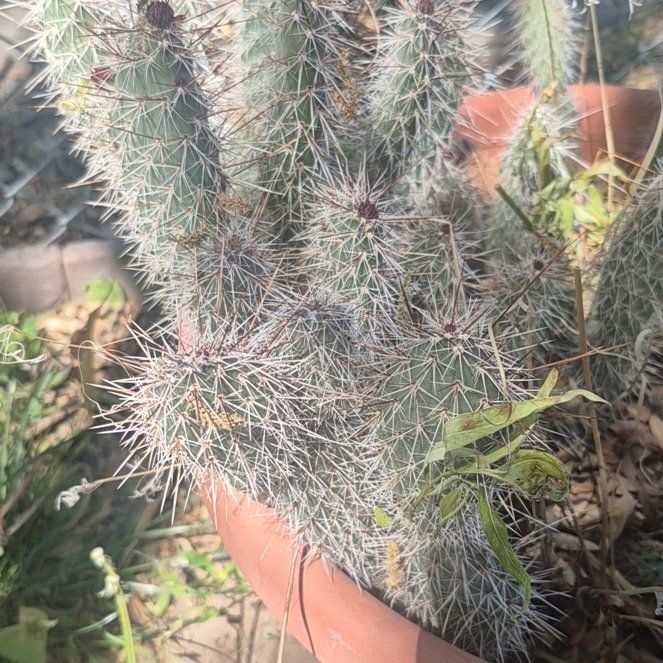 Photo of the plant species Cane Cactus by @BabyPixiecap32 named Clooney on Greg, the plant care app