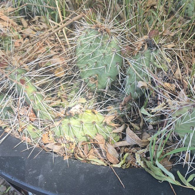 Photo of the plant species Brownspine Prickly Pear by @BabyPixiecap32 named Sol on Greg, the plant care app