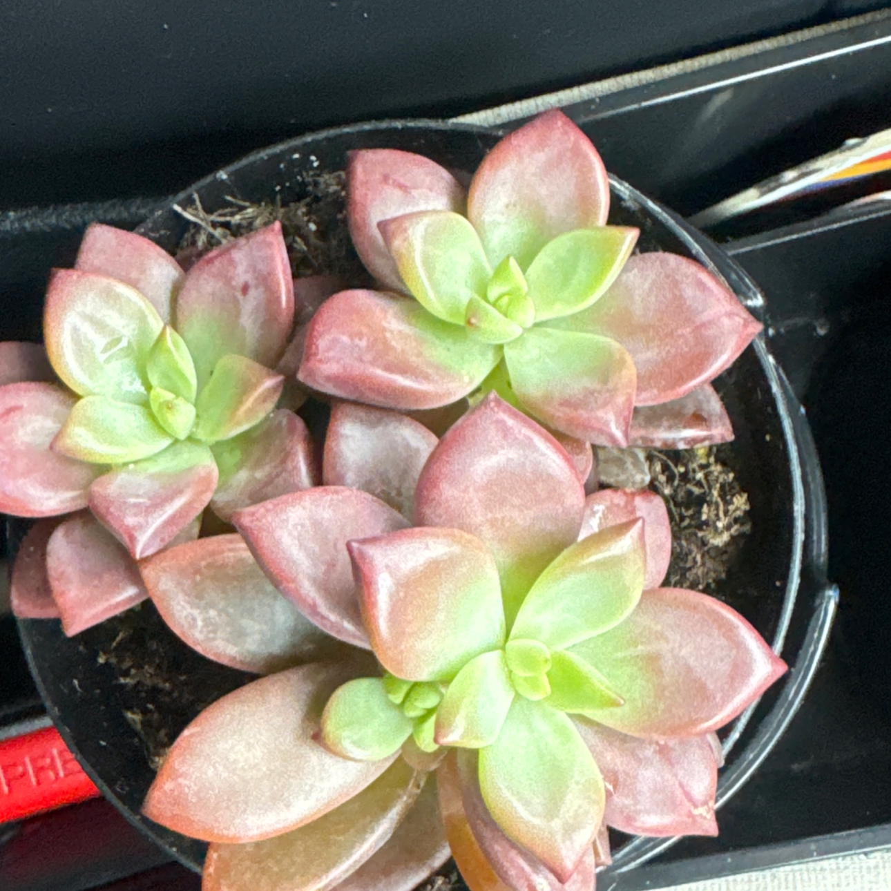 Photo of the plant species Graptosedum 'Vera Higgins' by @ClearNeem26 named Pete on Greg, the plant care app
