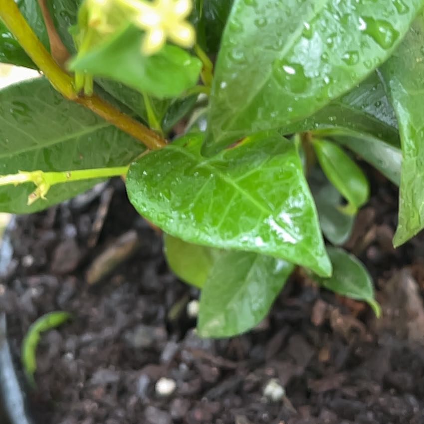 Photo of the plant species Madeira Vine by @SnazzyGarlic78 named Gomez on Greg, the plant care app