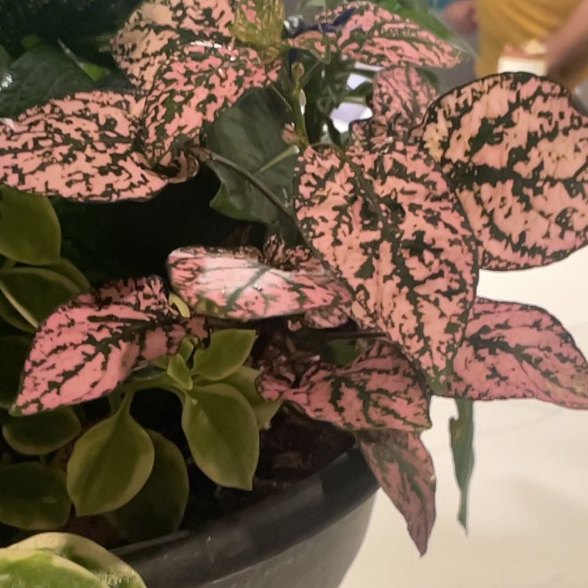 Photo of the plant species Hypoestes 'Red' by @LoyalKoa96 named Planty on Greg, the plant care app