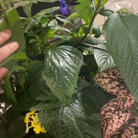 Photo of the plant species Anise-Scented Sage by @LoyalKoa96 named Morgan Treeman on Greg, the plant care app