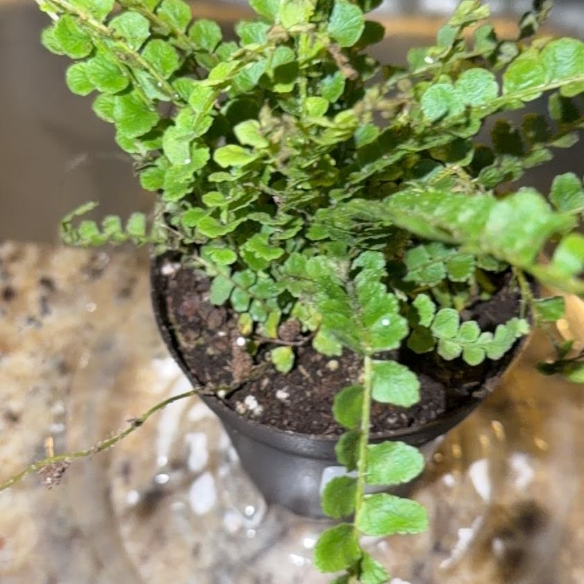 Photo of the plant species lemon butter fern by @BigRedmint72 named Sherlock on Greg, the plant care app