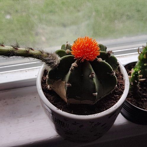 Photo of the plant species Easter Lily Cactus by @GodlyCowbane29 named Doja Cat on Greg, the plant care app