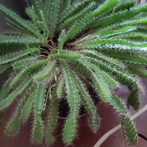 Photo of the plant species Dragon Fruit cactus by @GodlyCowbane29 named Terra on Greg, the plant care app