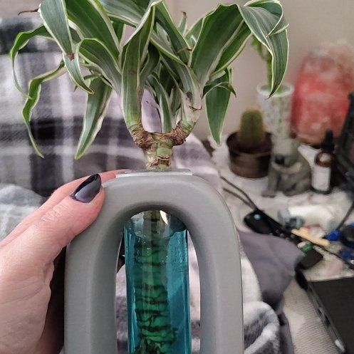 Photo of the plant species Dracaena Jade Jewel by @GodlyCowbane29 named Khaleesi on Greg, the plant care app