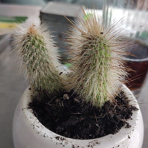 Photo of the plant species Silver Torch Cactus by @GodlyCowbane29 named Harmony on Greg, the plant care app