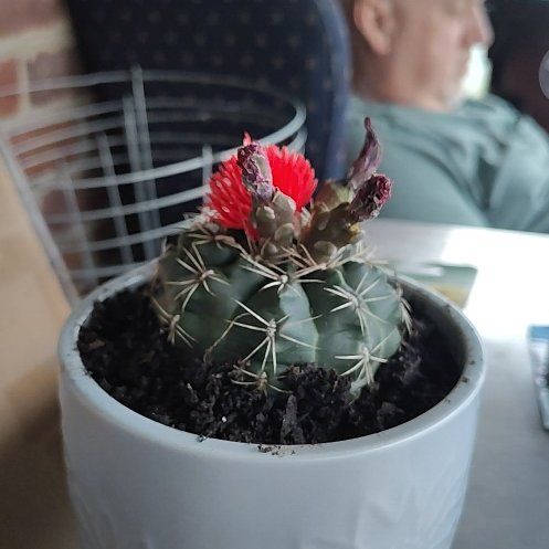 Photo of the plant species Spider Cactus by @GodlyCowbane29 named Kendall on Greg, the plant care app
