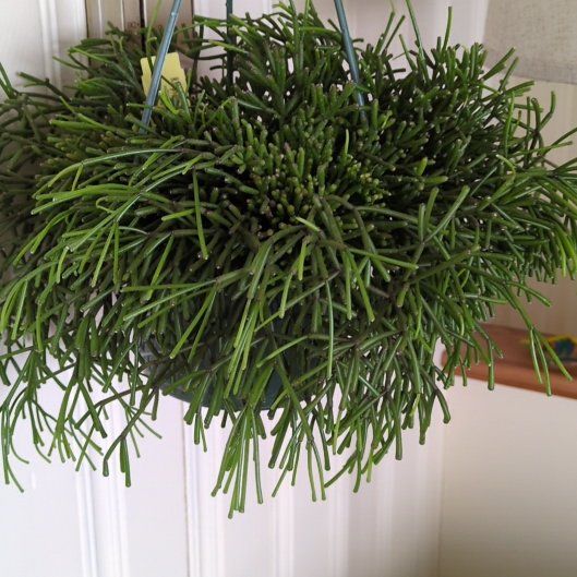 Photo of the plant species Rhipsalis baccifera by @ExemplaryBetel6 named Sausage-Chain Cactus on Greg, the plant care app