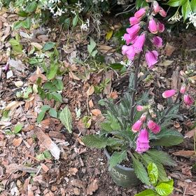 Photo of the plant species Common Foxglove by @KeenRambutan88 named Aria on Greg, the plant care app