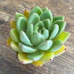 Photo of the plant species Echeveria 'Miranda' by @SharpBibi18 named Sigmund on Greg, the plant care app