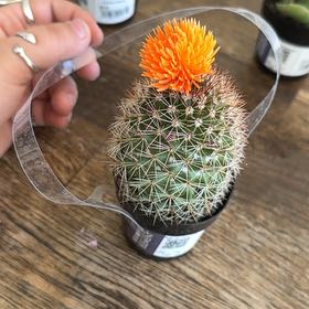 Photo of the plant species Mammillaria albilanata by @SharpBibi18 named Darwin on Greg, the plant care app