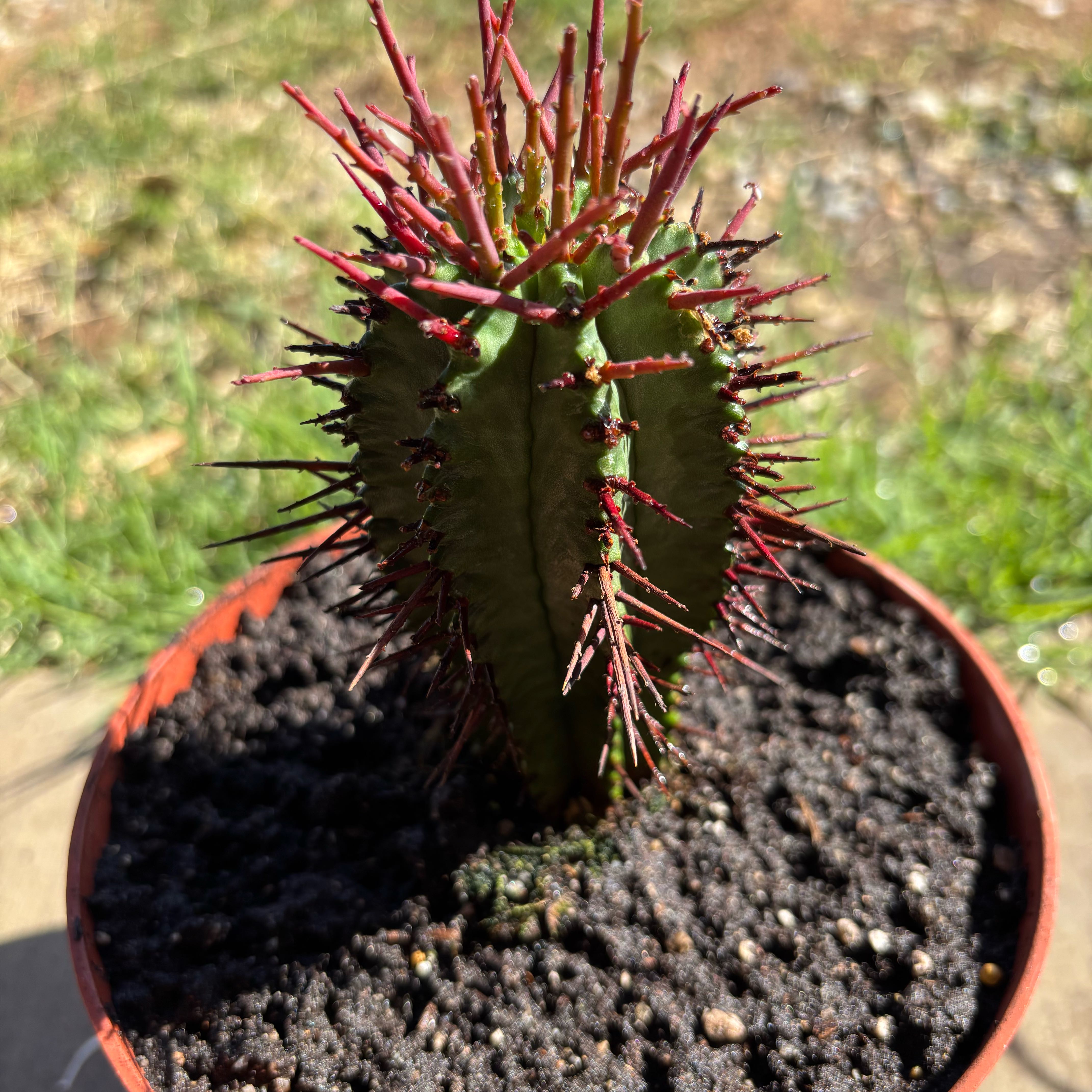 Photo of the plant species Euphorbia horrida noorsveldensis by @CrispBarley83 named Fernie Mercury on Greg, the plant care app