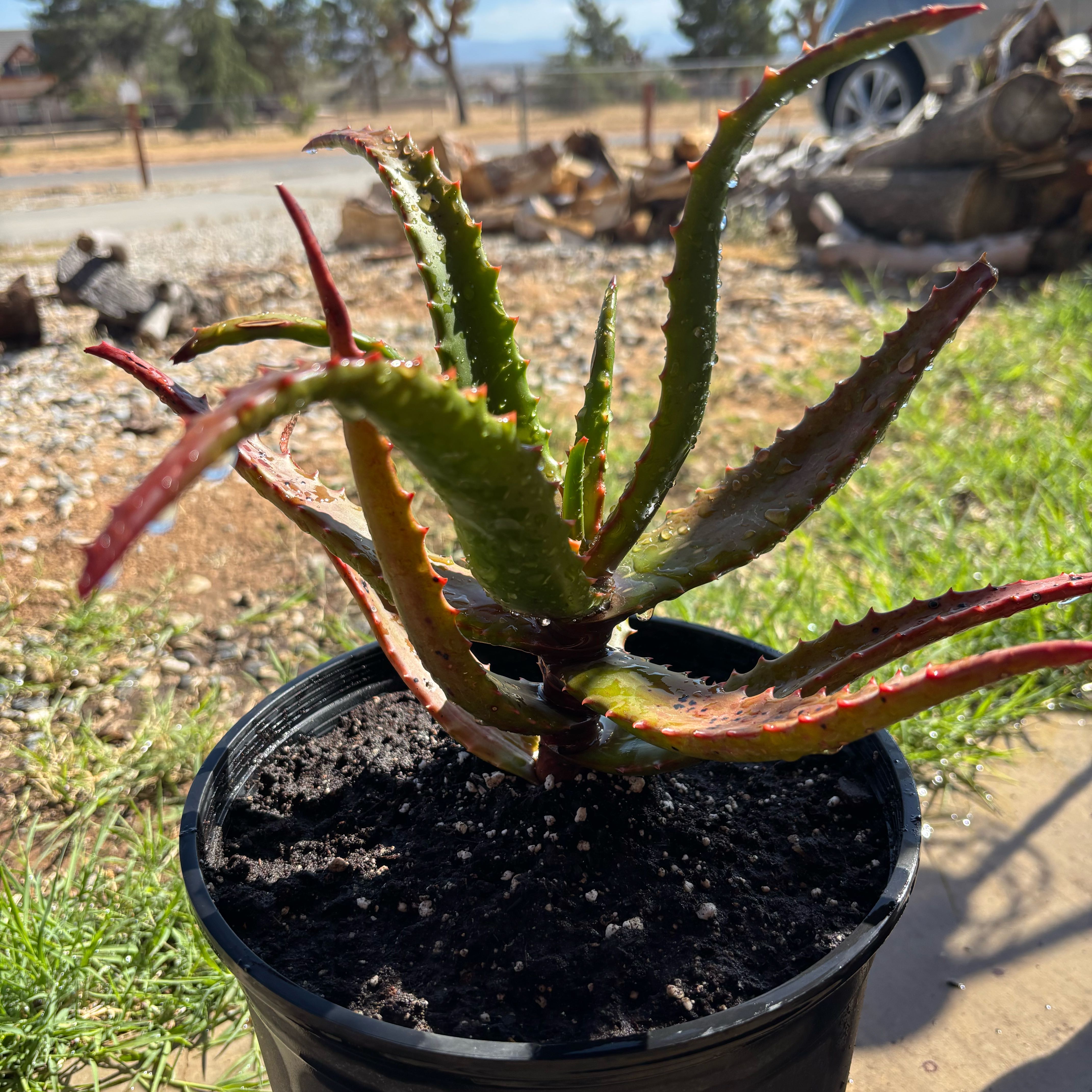 Photo of the plant species Aloe cameronii 'Creme Tangerine' by @CrispBarley83 named Spike Leaves on Greg, the plant care app