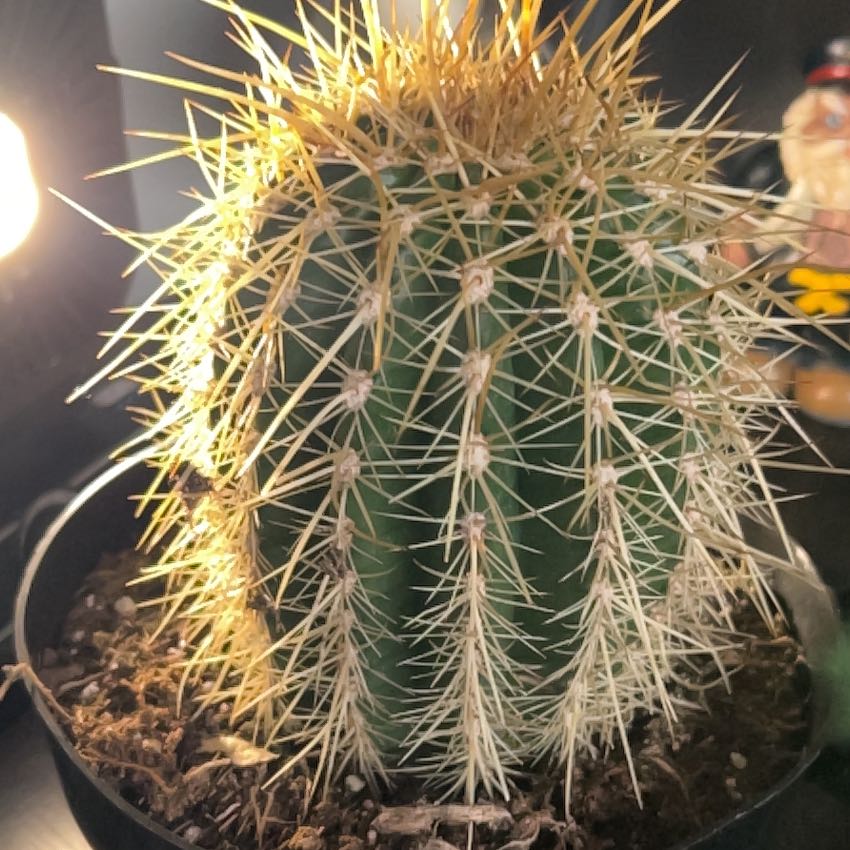 Photo of the plant species Trichocereus poco by @ProMyagrum51 named Aria on Greg, the plant care app