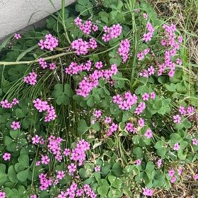 Photo of the plant species Jointed Woodsorrel by @SincereDamsii60 named Sigmund on Greg, the plant care app