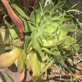 Photo of the plant species King Protea by @SincereDamsii60 named Hemingway on Greg, the plant care app