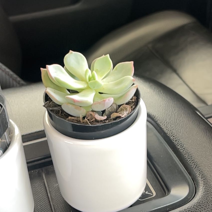 Photo of the plant species Graptoveria Moonglow by @KeenSilktree22 named Glow on Greg, the plant care app