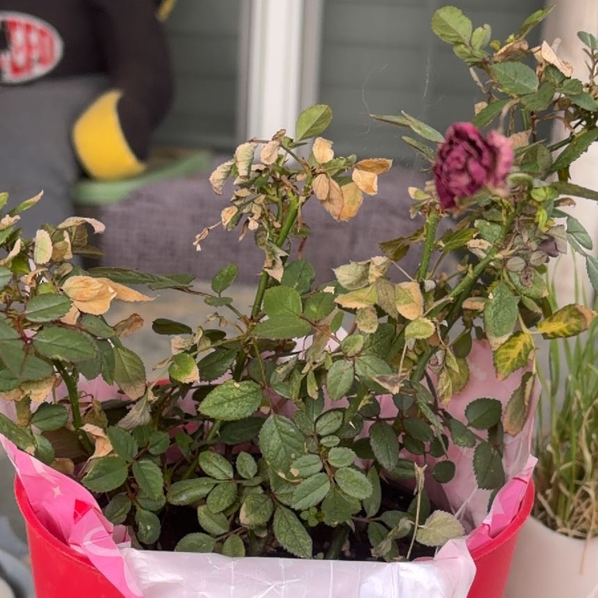 Photo of the plant species Multiflora Rose by @FlavorfulWasabi named Delilah on Greg, the plant care app