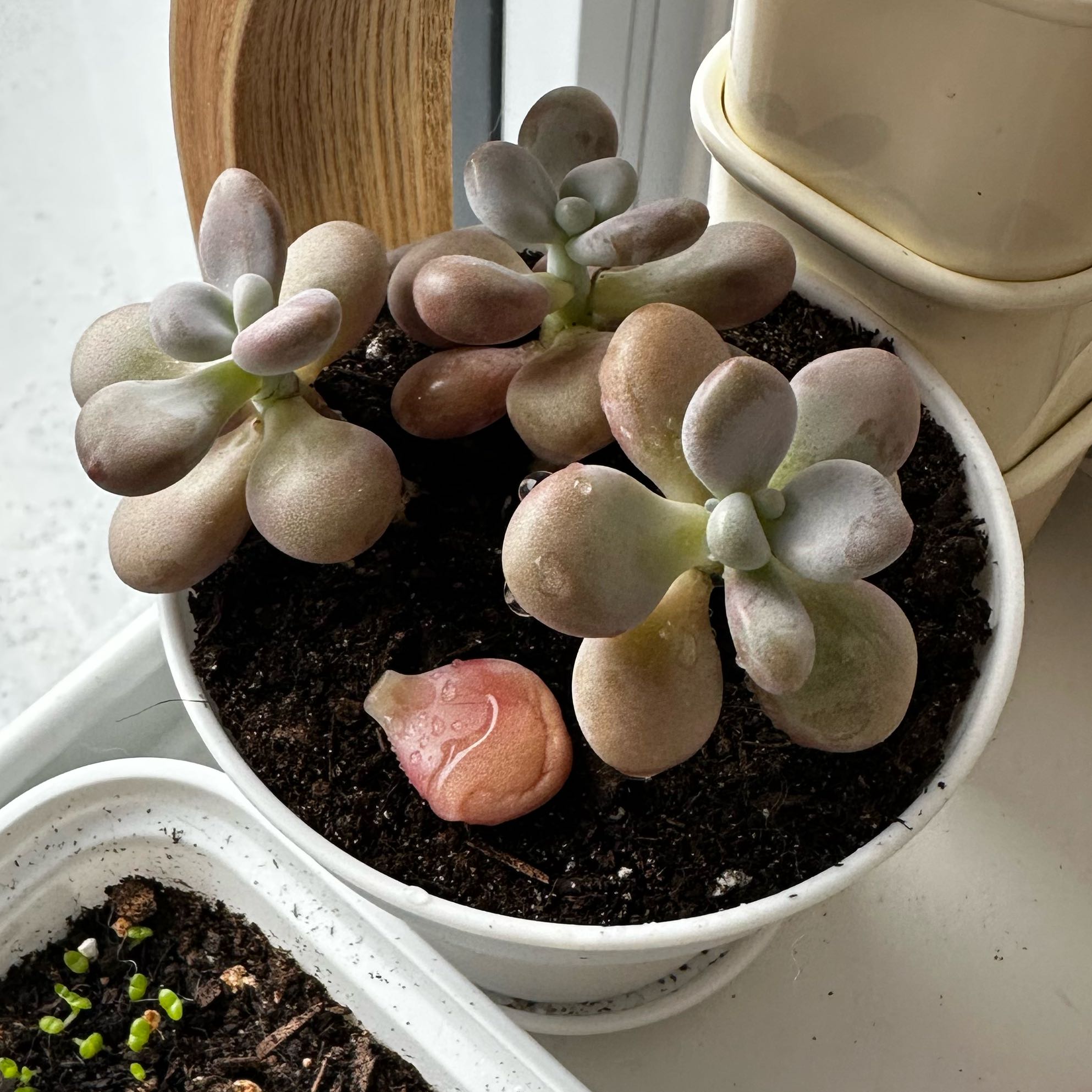 Photo of the plant species Lavender Pebbles by @BabyTule29 named Amesthysium on Greg, the plant care app
