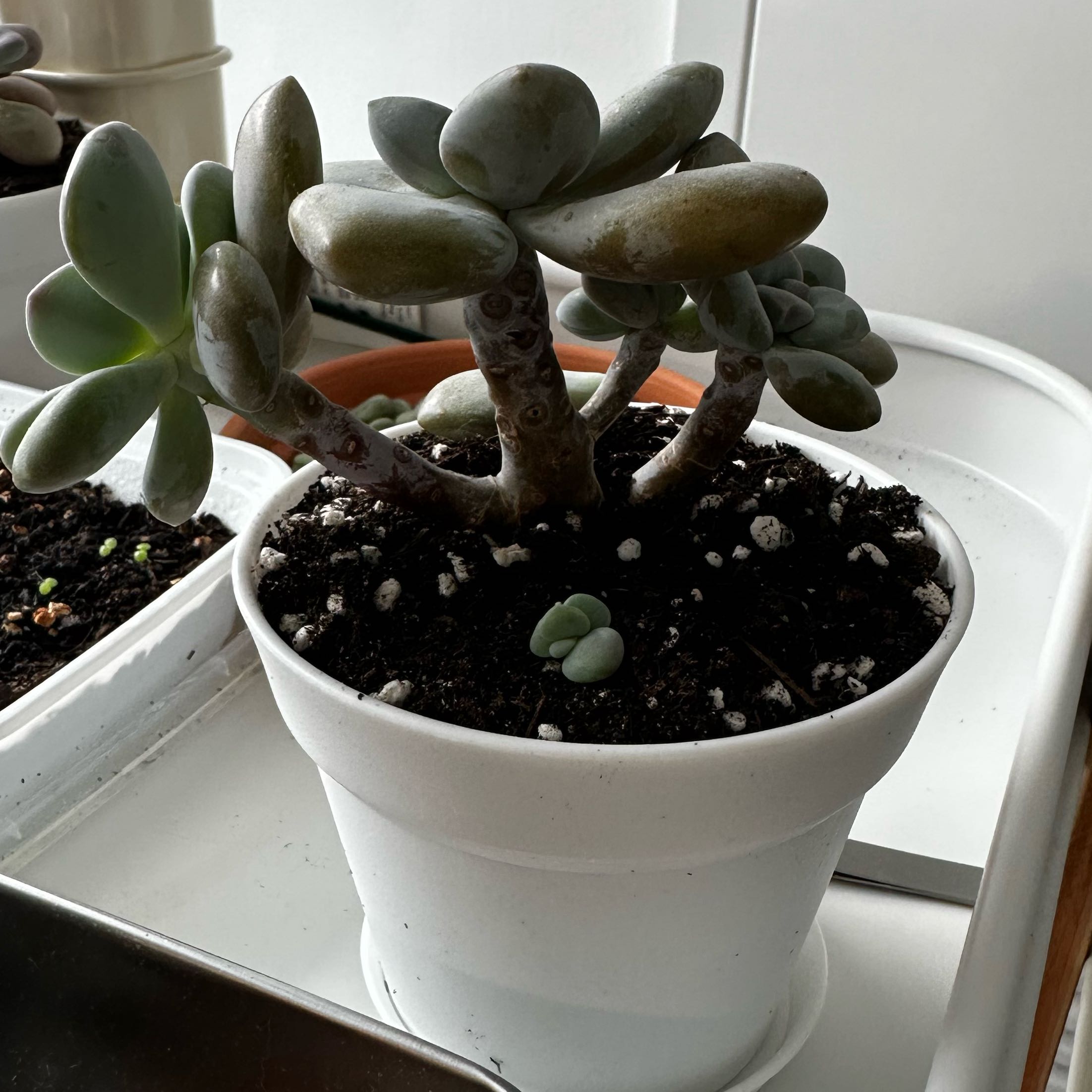Photo of the plant species Graptopetalum 'Murasaki' by @BabyTule29 named Murasaki on Greg, the plant care app