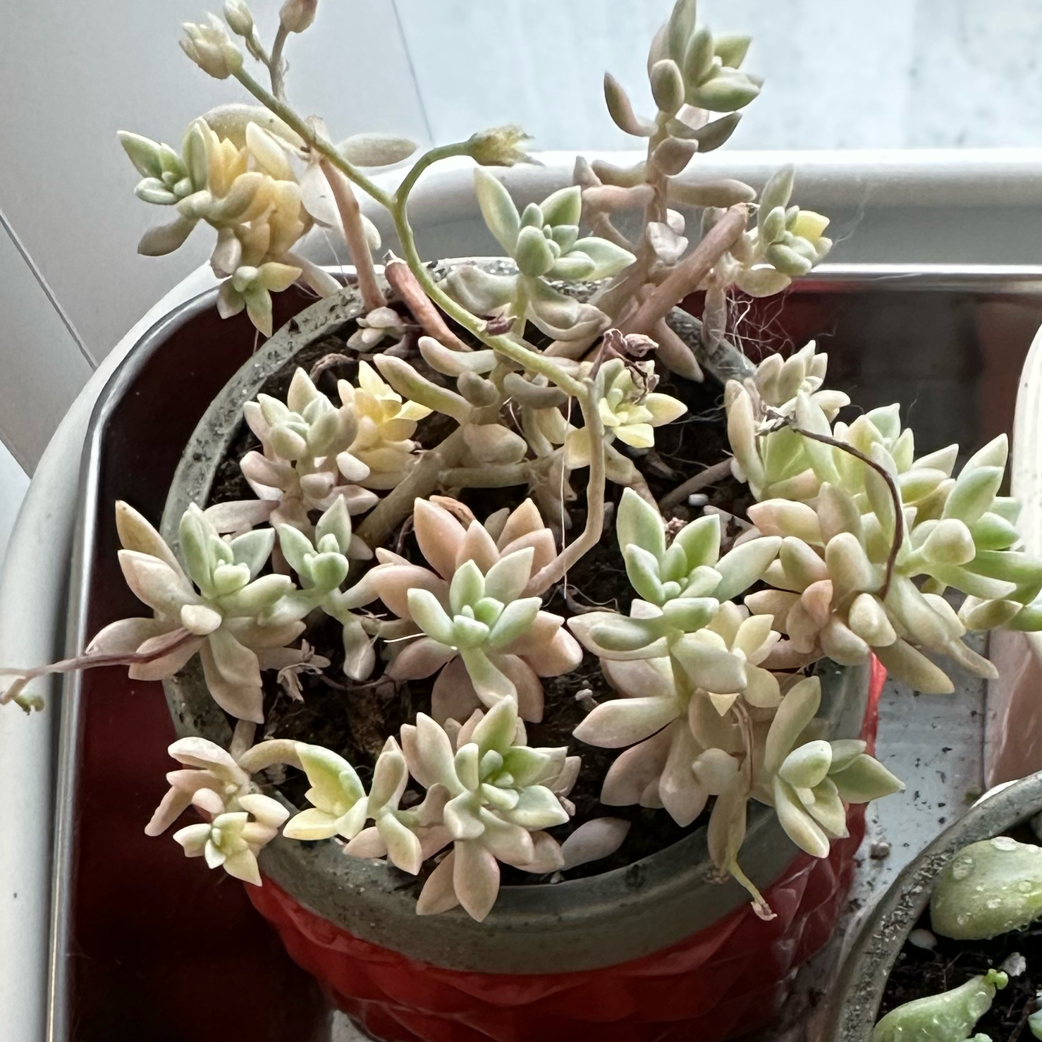 Photo of the plant species Graptopetalum 'Mirinae' by @BabyTule29 named Mirinae on Greg, the plant care app