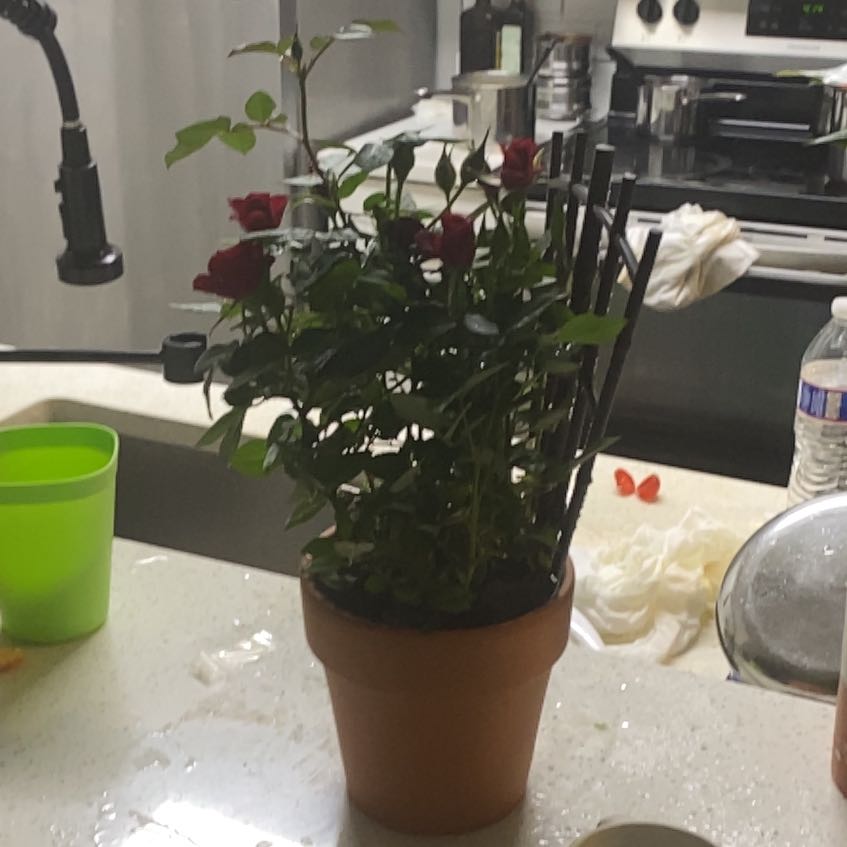 Photo of the plant species Mini Rose by @SirBetel42 named Rihanna on Greg, the plant care app