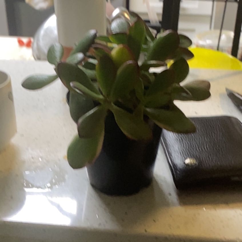 Photo of the plant species Crassula obliqua 'Lemon 'n Lime' by @SirBetel42 named Succulent on Greg, the plant care app