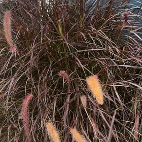Photo of the plant species Crimson Fountaingrass by @HolyCorncob6 named George Bush on Greg, the plant care app