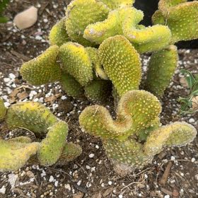 Photo of the plant species Brain Cactus by @HolyCorncob6 named Newton on Greg, the plant care app