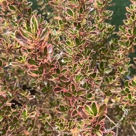 Photo of the plant species Rockspray Cotoneaster by @HolyCorncob6 named Kardashian on Greg, the plant care app