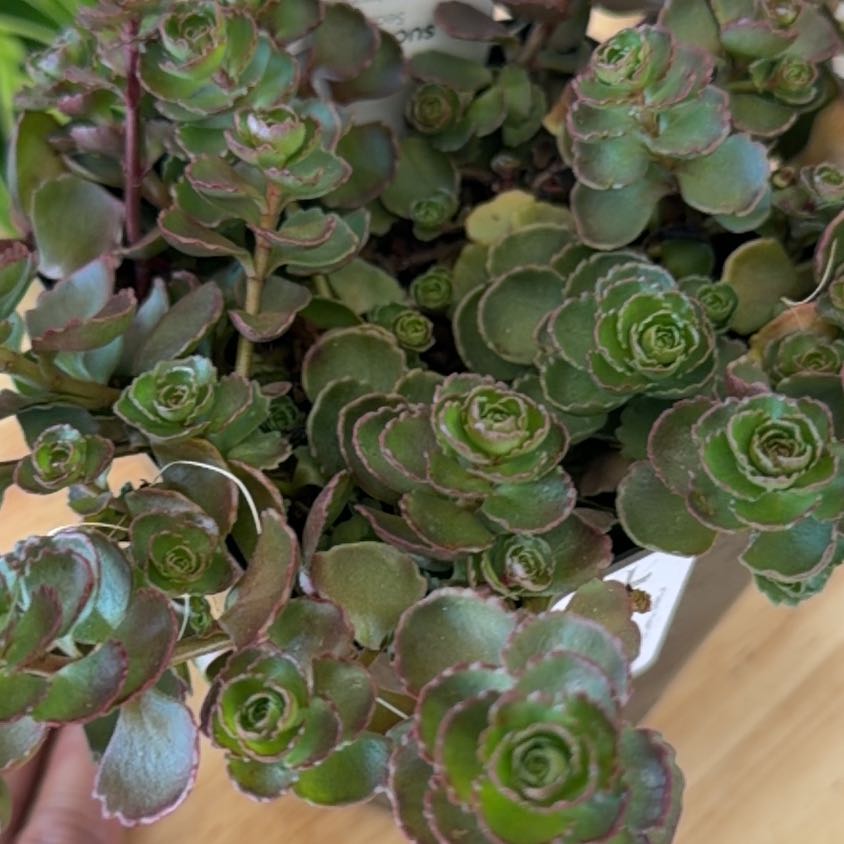 Photo of the plant species Dragons Blood Sedum by @HolyCorncob6 named Clooney on Greg, the plant care app