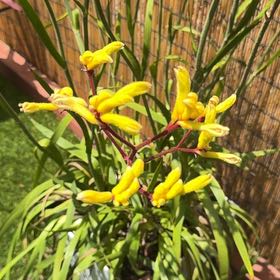 Photo of the plant species Kangaroo Paw by @MsStabby619 named Naomi on Greg, the plant care app