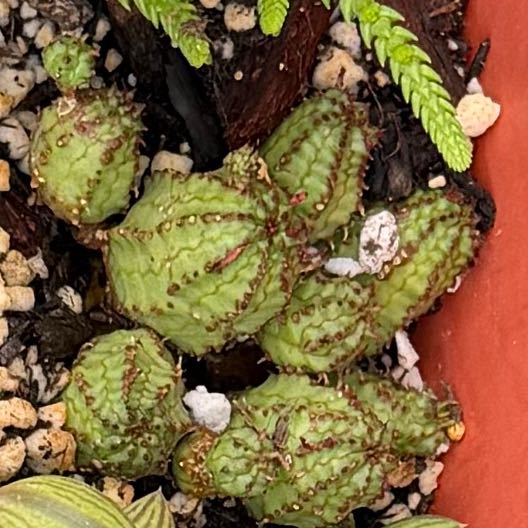 Photo of the plant species Euphorbia pseudagraria by @MsStabby619 named Homer on Greg, the plant care app