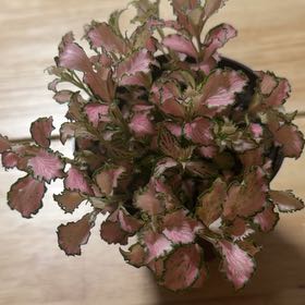 Photo of the plant species Pink Wave Nerve Plant by @MsStabby619 named Sanders on Greg, the plant care app
