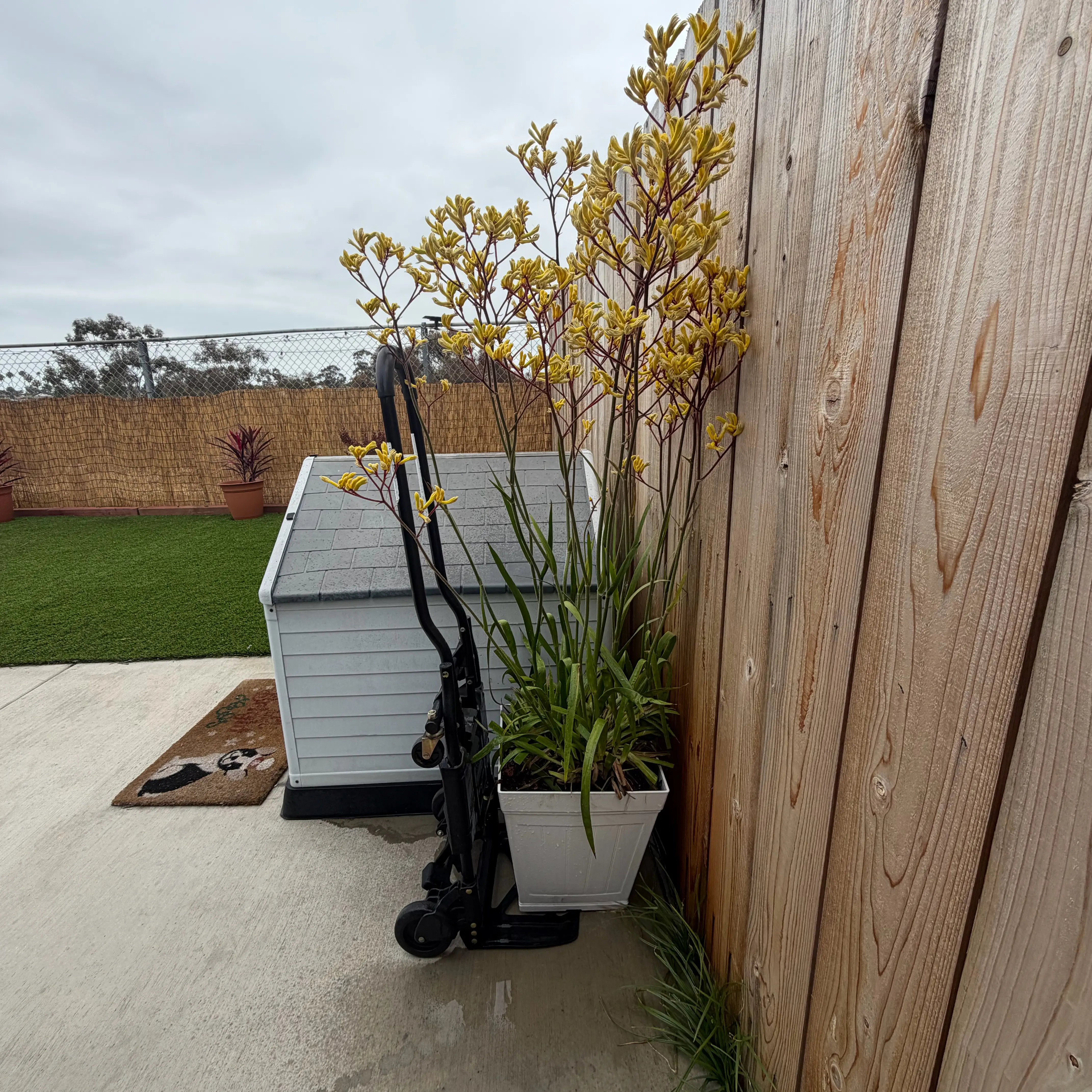 Photo of the plant species Kangaroo Paw by @MsStabby619 named Naomi on Greg, the plant care app