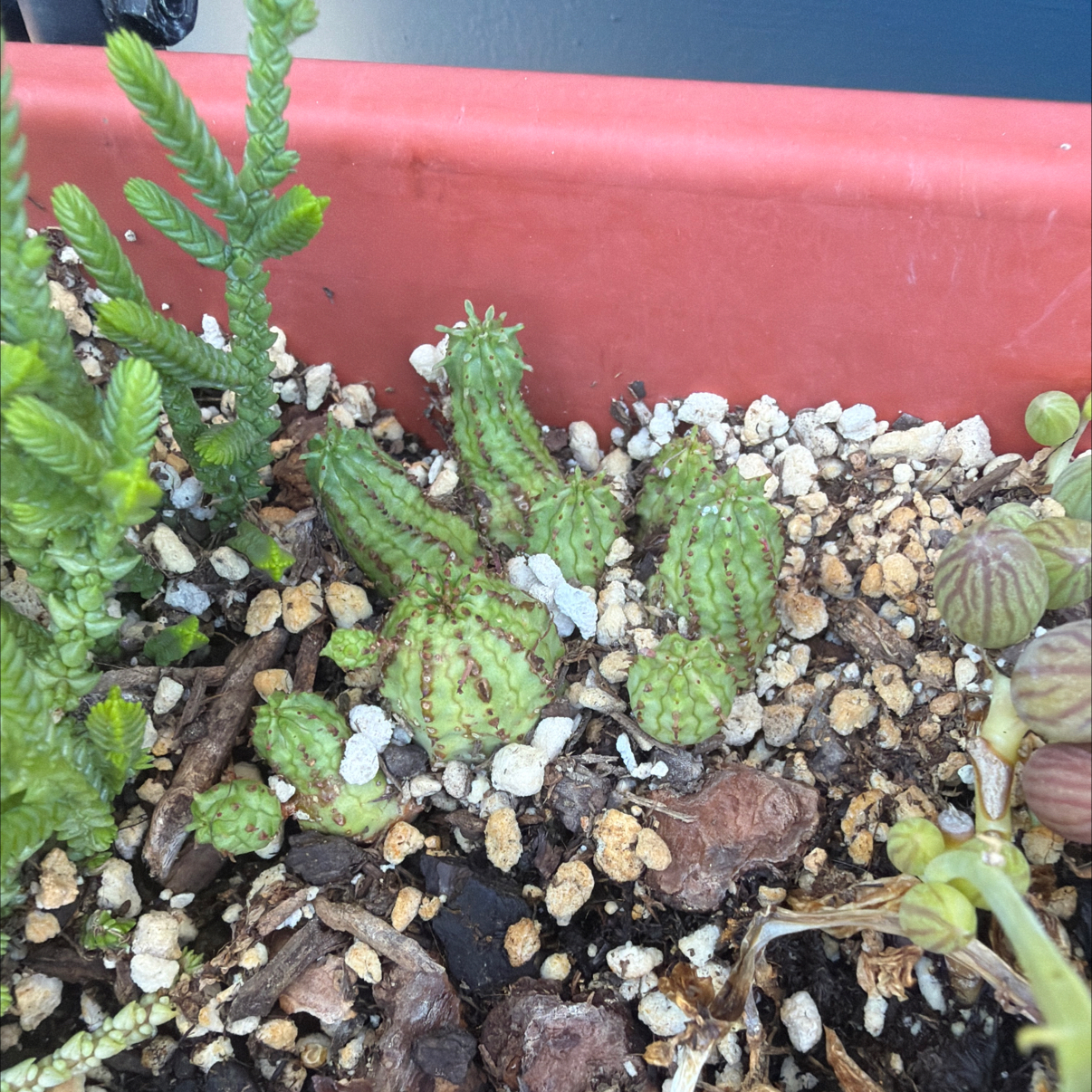 Photo of the plant species Euphorbia pseudagraria by @MsStabby619 named Homer on Greg, the plant care app