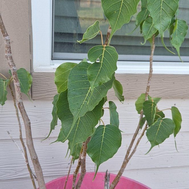 Photo of the plant species Bodhi Tree by @QueenHappyleaf named Morgan Treeman on Greg, the plant care app