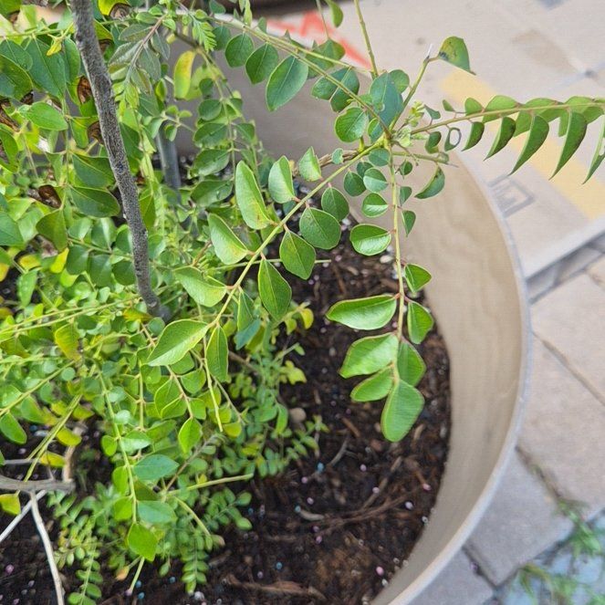 Photo of the plant species Curry Tree by @QueenHappyleaf named Pax on Greg, the plant care app