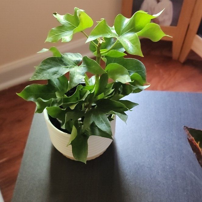 Photo of the plant species House Holly-Fern by @LadyFicus95 named Gaga on Greg, the plant care app