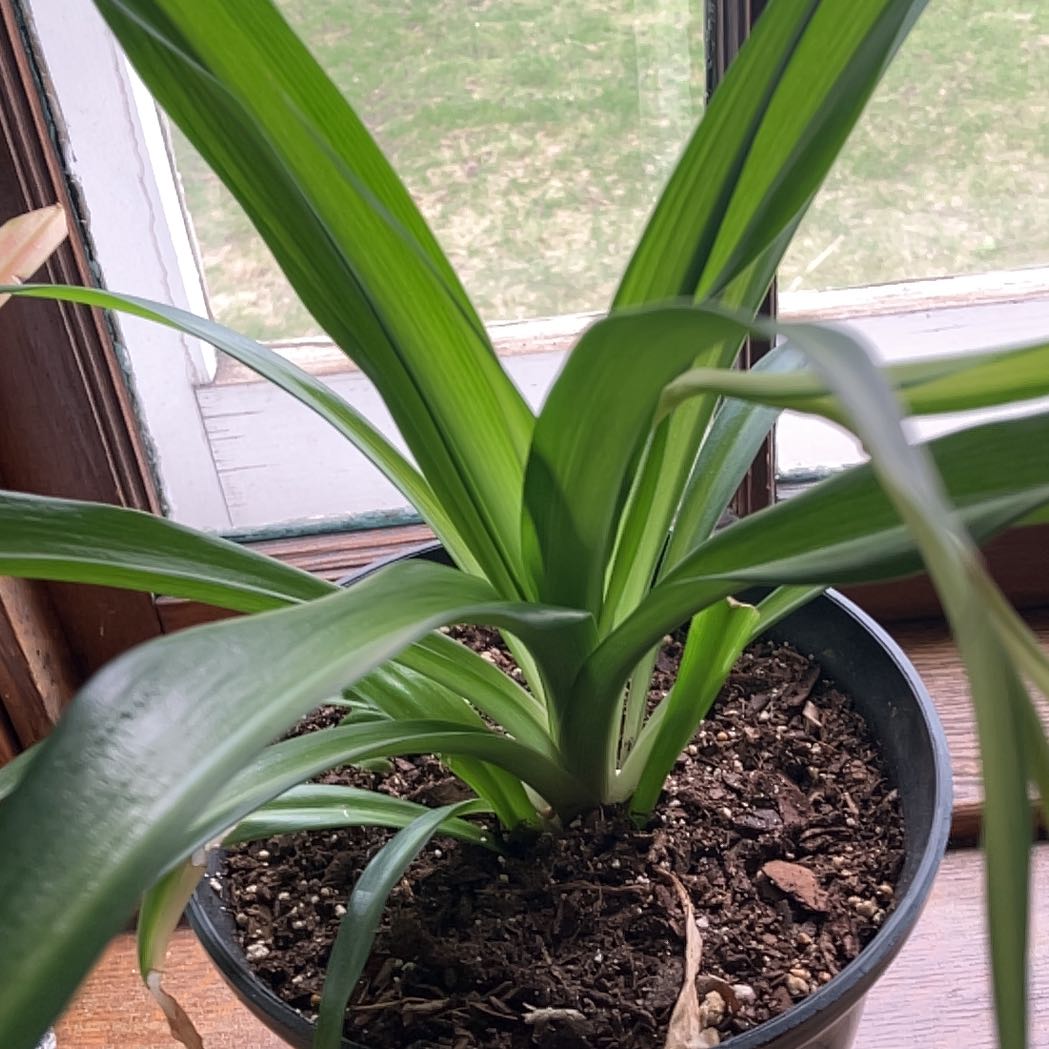 Photo of the plant species Hawaiian Spider Plant by @DeftRemuremu69 named Sol on Greg, the plant care app