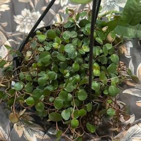 Photo of the plant species Peperomia 'Pepperspot' by @LimberApplemint named extension cord on Greg, the plant care app