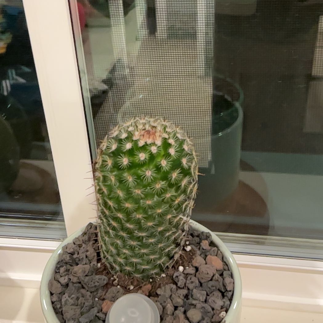 Photo of the plant species Wave Cactus by @GreeeanDaTurtl3 named Cactifern on Greg, the plant care app