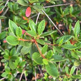 Photo of the plant species Swamp Azalea by @AceOleander41 named Rihanna on Greg, the plant care app