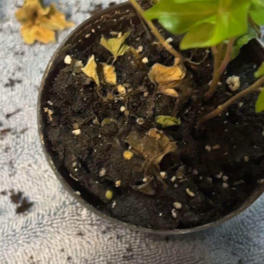 Photo of the plant species Beach Morning-Glory by @WarmSedge79 named Emerson on Greg, the plant care app